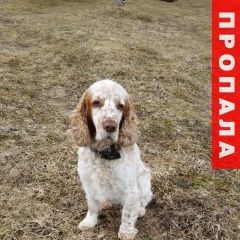 Подробнее об объявлении «Пропала собака Вологда» Фото: пропала собака  «Пропала собака Вологда» в г. Вологда