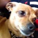 Подробнее об объявлении «Челябинск Пропала собака кобель» Фото: пропала собака Той-терьер «Челябинск Пропала собака кобель» в г. Челябинск