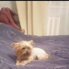 Подробнее об объявлении «Анапа Пропала собака» Фото: пропала собака Йоркширский терьер «Анапа Пропала собака» в г. Анапа