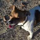 Подробнее об объявлении «Воронеж Пропала собака кобель метис джек рассел терьера» Фото: пропала собака  «Воронеж Пропала собака кобель метис джек рассел...» в г. Воронеж