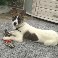 Подробнее об объявлении «Пропала собака Нижний Новгород» Фото: пропала собака  «Пропала собака Нижний Новгород» в г. Нижний Новгород