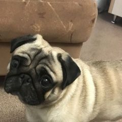 Подробнее об объявлении «Нягань Пропала собака кобель» Фото: пропала собака Мопс «Нягань Пропала собака кобель» в г. Нягань