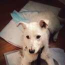 Подробнее об объявлении «Тула Пропала собака» Фото: пропала собака  «Тула Пропала собака» в г. Тула