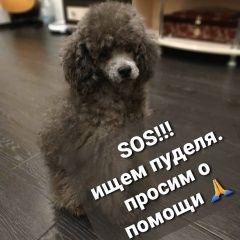 Подробнее об объявлении «Пропала собака кобель просим помощи Ярославль» Фото: пропала собака Пудель «Пропала собака кобель просим помощи Ярославль» в г. Ярославль