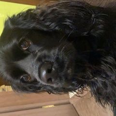 Подробнее об объявлении «Пропала собака кобель щенок чёрный американский кокер с Чебоксары» Фото: пропала собака Американский кокер-спаниель «Пропала собака кобель щенок чёрный американский...» в г. Чебоксары