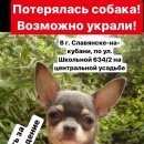 Подробнее об объявлении «Славянск-на-Кубани Пропала собака» Фото: пропала собака Чихуахуа «Славянск-на-Кубани Пропала собака» в г. Славянск-на-Кубани