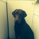 Подробнее об объявлении «Пропала собака кобель Симферополь» Фото: пропала собака Лабрадор ретривер «Пропала собака кобель Симферополь» в г. Симферополь