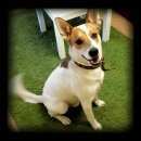 Подробнее об объявлении «Нижний Новгород Пропала собака кобель» Фото: пропала собака  «Нижний Новгород Пропала собака кобель» в г. Нижний Новгород