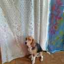 Подробнее об объявлении «Пропала собака кобель Уфа» Фото: пропала собака Бигль «Пропала собака кобель Уфа» в г. Уфа