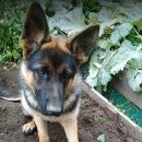 Подробнее об объявлении «Пропала собака щенок дина, немецкая овчарка, месяцев Видное» Фото: пропала собака Немецкая овчарка «Пропала собака щенок дина, немецкая овчарка,...» в г. Видное