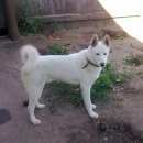 Подробнее об объявлении «Пропала собака кобель Нижний Новгород» Фото: пропала собака  «Пропала собака кобель Нижний Новгород» в г. Нижний Новгород