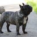 Подробнее об объявлении «Пропала собака кобель Череповец» Фото: пропала собака Французский бульдог «Пропала собака кобель Череповец» в г. Череповец