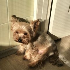 Подробнее об объявлении «Красноярск Пропала собака кобель» Фото: пропала собака Йоркширский терьер «Красноярск Пропала собака кобель» в г. Красноярск