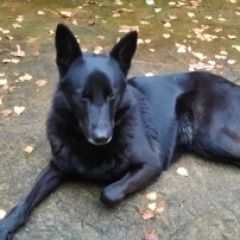 Подробнее об объявлении «Алабино Пропала собака наша нева» Фото: пропала собака  «Алабино Пропала собака наша нева» в г. Алабино