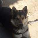 Подробнее об объявлении «Подольск Пропала собака кобель» Фото: пропала собака  «Подольск Пропала собака кобель» в г. Подольск