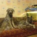 Подробнее об объявлении «Пропала собака кобель крупный лохматый кобель Санкт-Петербург» Фото: пропала собака  «Пропала собака кобель крупный лохматый кобель...» в г. Санкт-Петербург