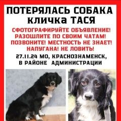 Подробнее об объявлении «Пропала собака Краснознаменск (Московская обл.)» Фото: пропала собака  «Пропала собака Краснознаменск (Московская обл.)» в г. Краснознаменск (Московская обл.)