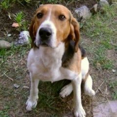 Подробнее об объявлении «Пропала собака русская гончая пегая. Новочеркасск» Фото: пропала собака  «Пропала собака русская гончая пегая. Новочеркасск» в г. Новочеркасск