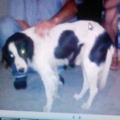 Подробнее об объявлении «Анапа Пропала собака кобель помогите найти» Фото: пропала собака  «Анапа Пропала собака кобель помогите найти» в г. Анапа