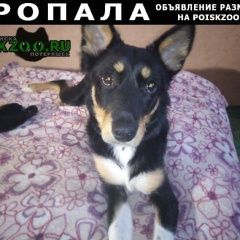 Подробнее об объявлении «Ставрополь Пропала собака» Фото: пропала собака  «Ставрополь Пропала собака» в г. Ставрополь