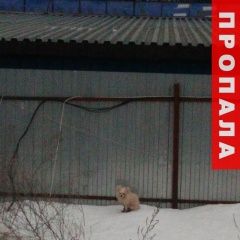 Подробнее об объявлении «Пропала собака Пушкино» Фото: пропала собака  «Пропала собака Пушкино» в г. Пушкино
