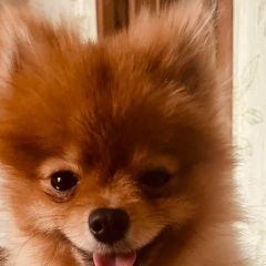 Подробнее об объявлении «Пропала собака прошу помочь найти собаку Домодедово» Фото: пропала собака Померанский шпиц «Пропала собака прошу помочь найти собаку...» в г. Домодедово
