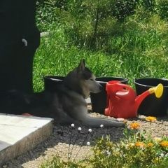 Подробнее об объявлении «Ефремов Пропала собака кобель хаски» Фото: пропала собака Сибирская хаски «Ефремов Пропала собака кобель хаски» в г. Ефремов