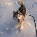 Подробнее об объявлении «Белые Столбы Пропала собака кобель» Фото: пропала собака Сибирская хаски «Белые Столбы Пропала собака кобель» в г. Белые Столбы