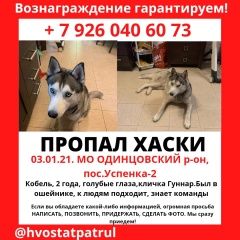 Подробнее об объявлении «Одинцово Пропала собака кобель» Фото: пропала собака Сибирская хаски «Одинцово Пропала собака кобель» в г. Одинцово