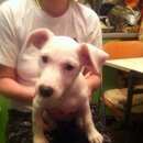 Подробнее об объявлении «Пропала собака Санкт-Петербург» Фото: пропала собака Джек рассел терьер «Пропала собака Санкт-Петербург» в г. Санкт-Петербург