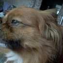 Подробнее об объявлении «Воронеж Пропала собака кобель» Фото: пропала собака  «Воронеж Пропала собака кобель» в г. Воронеж