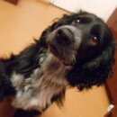 Подробнее об объявлении «Омск Пропала собака кобель» Фото: пропала собака Русский охотничий спаниель «Омск Пропала собака кобель» в г. Омск