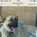 Подробнее об объявлении «Балашиха Пропала собака кобель» Фото: пропала собака  «Балашиха Пропала собака кобель» в г. Балашиха