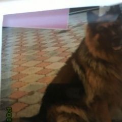 Подробнее об объявлении «Пропала собака кобель Зарайск» Фото: пропала собака Немецкая овчарка «Пропала собака кобель Зарайск» в г. Зарайск