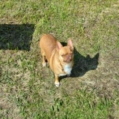 Подробнее об объявлении «Торжок Пропала собака кобель очень прошу помочь» Фото: пропала собака Чихуахуа «Торжок Пропала собака кобель очень прошу помочь» в г. Торжок