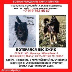 Подробнее об объявлении «Мытищи Пропала собака кобель» Фото: пропала собака  «Мытищи Пропала собака кобель» в г. Мытищи