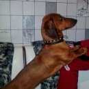 Подробнее об объявлении «Среднеуральск Пропала собака кобель такса» Фото: пропала собака Такса «Среднеуральск Пропала собака кобель такса» в г. Среднеуральск