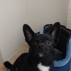 Подробнее об объявлении «Пропала собака кобель г, молодёжная 36. тихон Химки» Фото: пропала собака  «Пропала собака кобель г, молодёжная 36. тихон...» в г. Химки