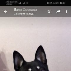 Подробнее об объявлении «Пропала собака кобель.. кличка рэкс Брянск» Фото: пропала собака  «Пропала собака кобель.. кличка рэкс Брянск» в г. Брянск