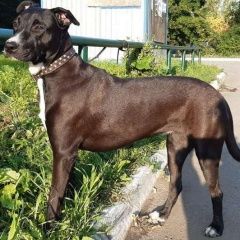 Подробнее об объявлении «Пропала собака черно - коричневая большая - средняя Челябинск» Фото: пропала собака  «Пропала собака черно - коричневая большая -...» в г. Челябинск