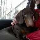 Подробнее об объявлении «Пропала собака кобель такса гладкошерстная кофейный кобель Санкт-Петербург» Фото: пропала собака  «Пропала собака кобель такса гладкошерстная...» в г. Санкт-Петербург