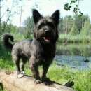 Подробнее об объявлении «Пропала собака кобель в спб, купчино, черный пёсик Санкт-Петербург» Фото: пропала собака Скотч-терьер «Пропала собака кобель в спб, купчино, черный...» в г. Санкт-Петербург