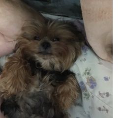 Подробнее об объявлении «Пропала собака Москва» Фото: пропала собака Йоркширский терьер «Пропала собака Москва» в г. Москва