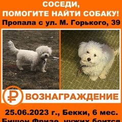 Подробнее об объявлении «Новосибирск Пропала собака 50000 вознаграждение» Фото: пропала собака Бишон-фриз «Новосибирск Пропала собака 50000 вознаграждение» в г. Новосибирск