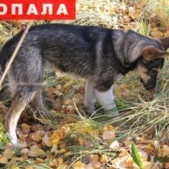 Подробнее об объявлении «Ярославль Пропала собака» Фото: пропала собака  «Ярославль Пропала собака» в г. Ярославль