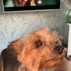 Подробнее об объявлении «Пропала собака Белгород» Фото: пропала собака Йоркширский терьер «Пропала собака Белгород» в г. Белгород