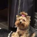 Подробнее об объявлении «Адлер Пропала собака прошу вернуть за вознаграждение тыс» Фото: пропала собака Йоркширский терьер «Адлер Пропала собака прошу вернуть за...» в г. Адлер