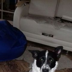 Подробнее об объявлении «Пропала собака кобель помогите найти Самара» Фото: пропала собака Джек рассел терьер «Пропала собака кобель помогите найти Самара» в г. Самара