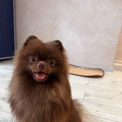 Подробнее об объявлении «Тверь Пропала собака кобель» Фото: пропала собака Померанский шпиц «Тверь Пропала собака кобель» в г. Тверь