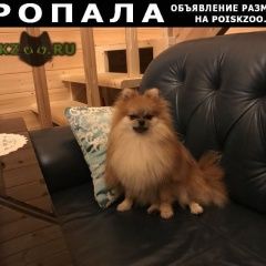 Подробнее об объявлении «Москва Пропала собака кобель» Фото: пропала собака Померанский шпиц «Москва Пропала собака кобель» в г. Москва